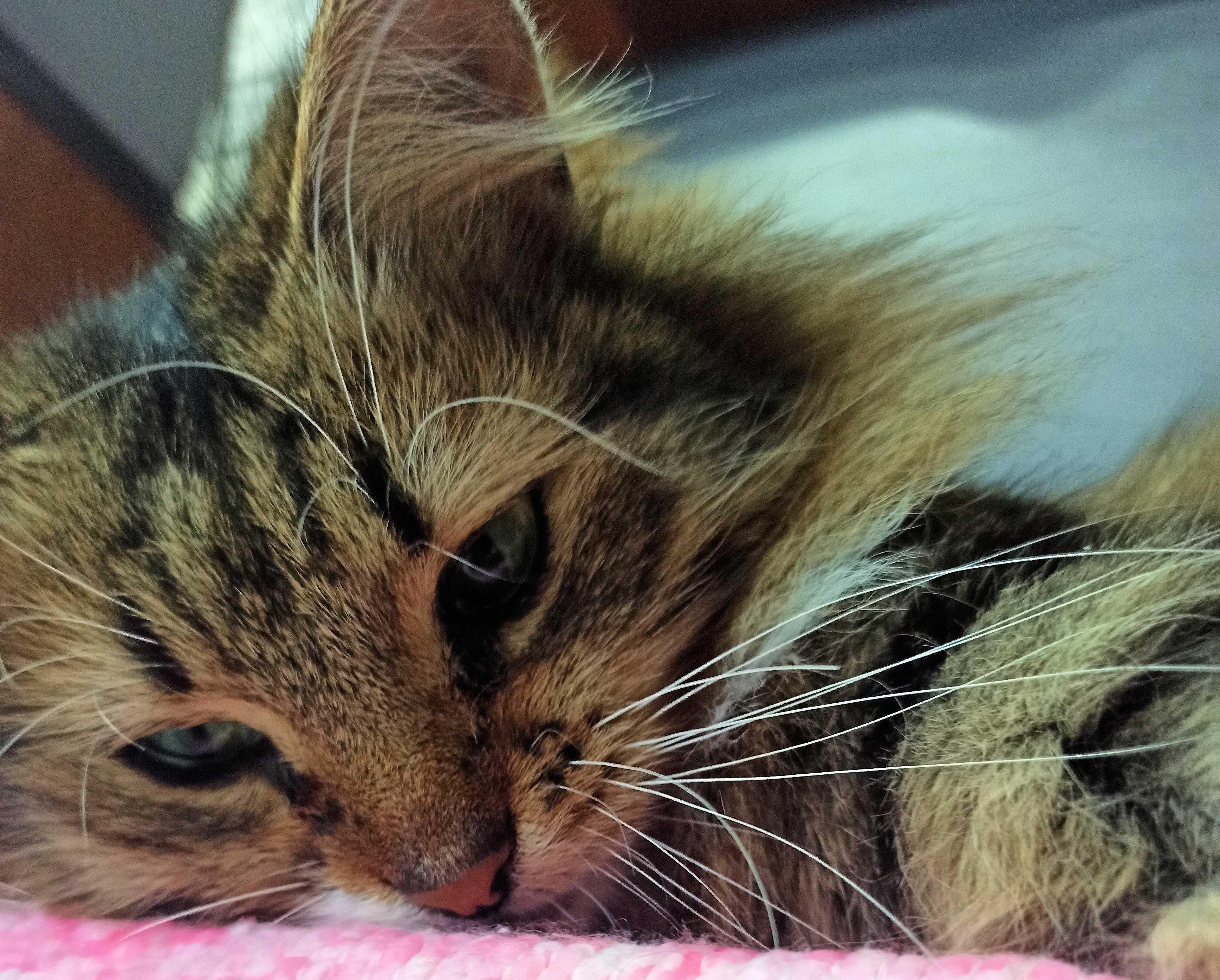 Доброзичлива та ніжна кішка Муся стерилізована
