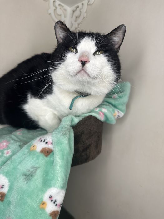 Боренька очень ищет любящую семью