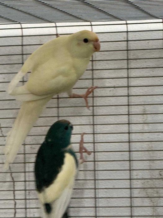 KAKARIKIS DE QUALIDADE SUPER