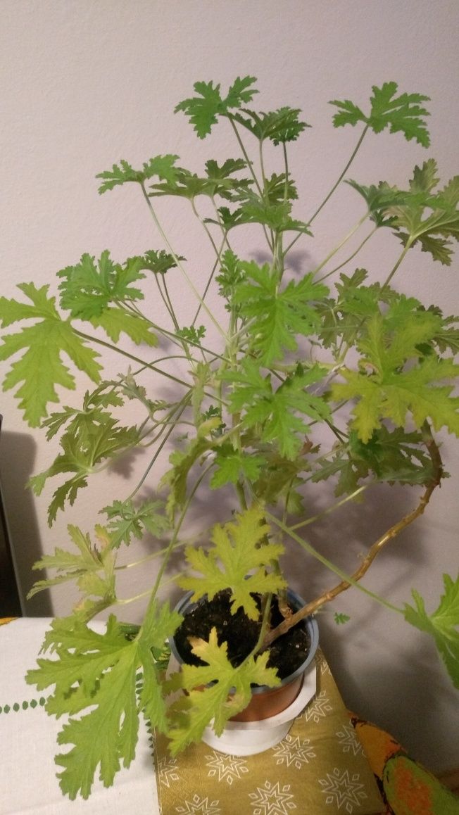 Begonia rącznikolistna i geranium