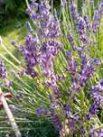 Lawenda wąskolistna hidcote blue w 2l C2 MROZOODPORNA !