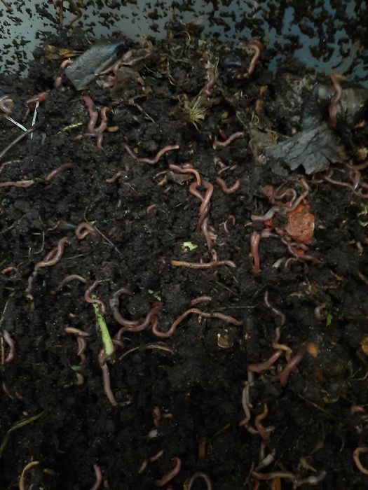 Dżdżownice kalifornijskie