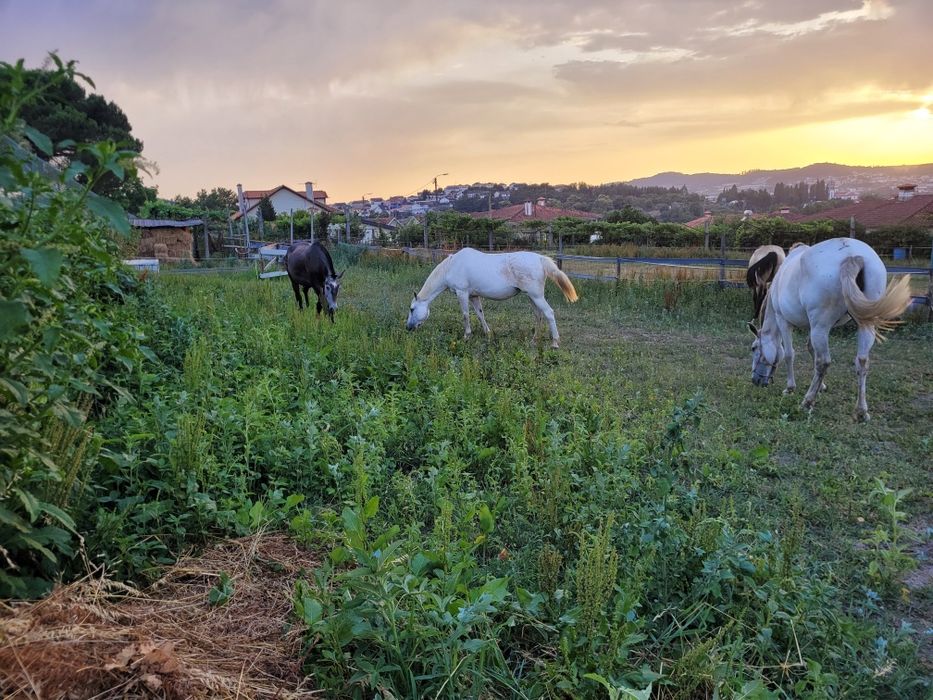 Cavalo/poldros/éguas a penso/campo