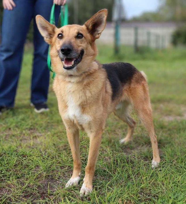spokojny i łagodny piesek czeka na dom