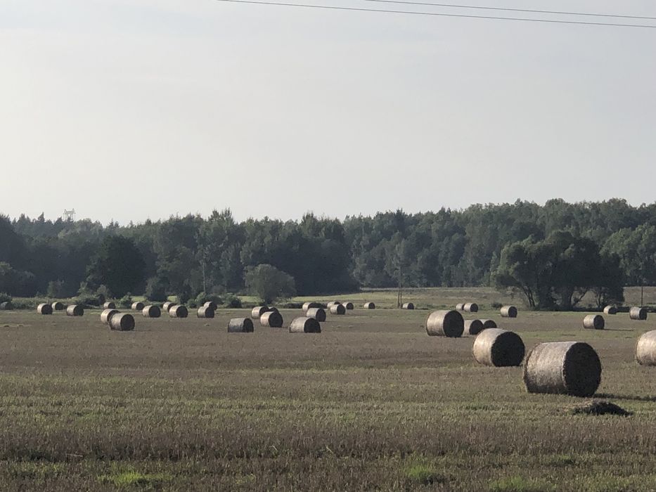Sloma pszenzytnia Siano