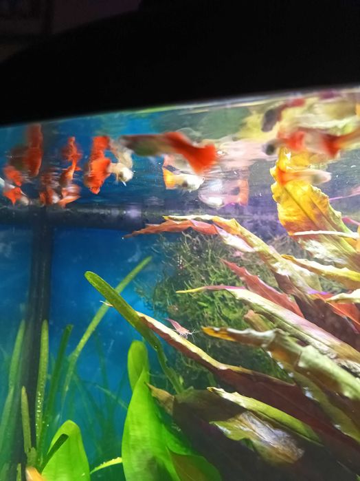 Gupiki czerwone - samce.