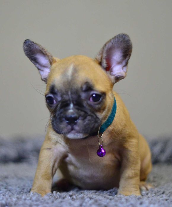 Французький бульдог в'язка рижий хлопчик