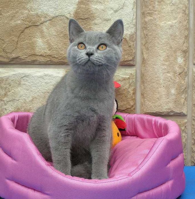 Kot Brytyjski koteczka brytyjska