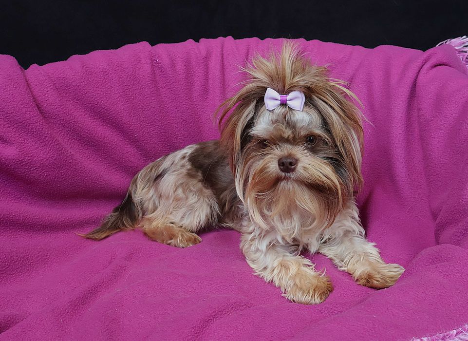 Yorki Yorkshire Terrier York Chocolate Merle