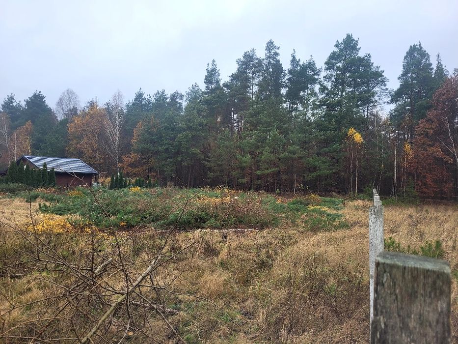 Wycinka drzew metodą alpinistyczną / tradycyjną