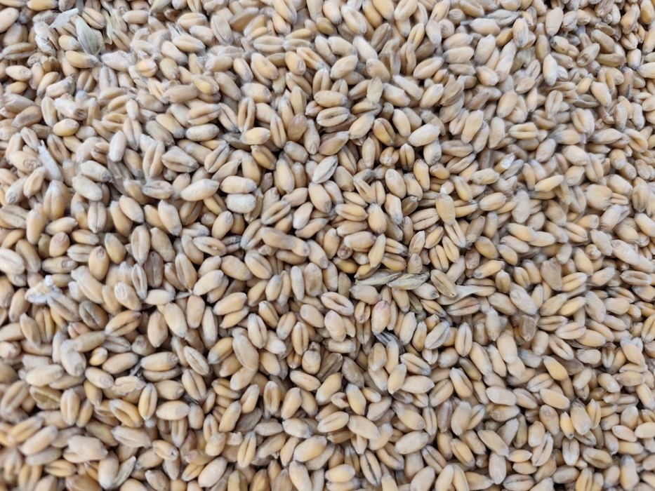 Продам пшеницю врожаю 2025р