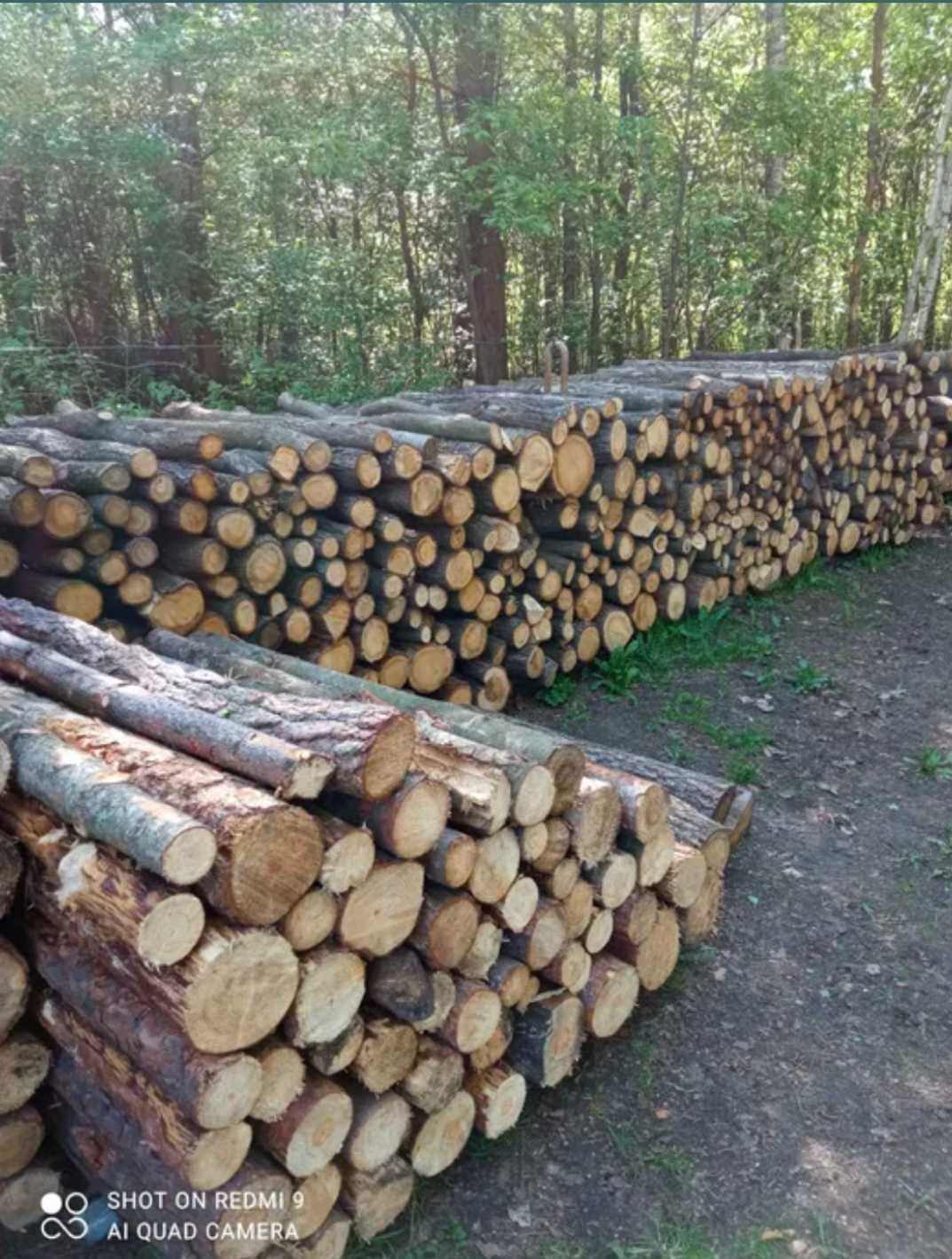 Drewno dębowe na sprzedaż