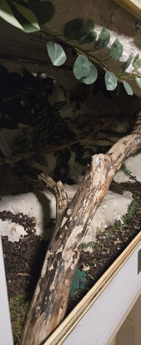 Terarium do jaszczurek i wezy