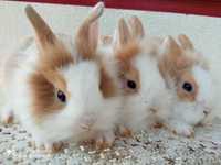 króliki karzełki króliki miniaturka króliki karzełek TEDY