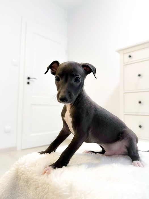 Charcik włoski, piesek, rodowód FCI