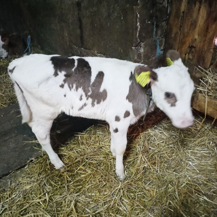 Jałóweczka mleczna