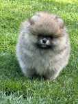 Szpic miniaturowy piesek ZKwP FCI pomeranian