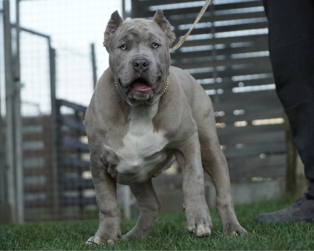 American Bully xl ABKC samiec merle 5 miesiecy gotowy do zmiany domu