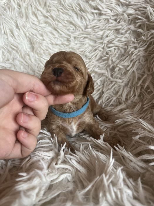 Piesek cockapoo mama cocker spaniel tata pudel toy badania genetyczne