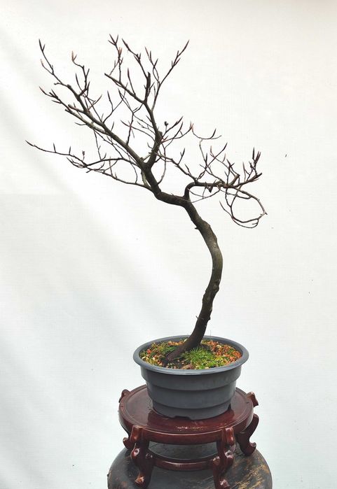 Pre Bonsai buk pospolity