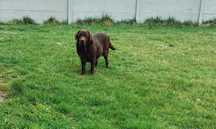 Labrador Czekoladowy
