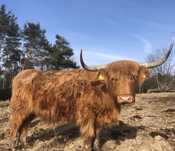 Bydło Szkockie Highland Cattle , Szkockie-Salers
