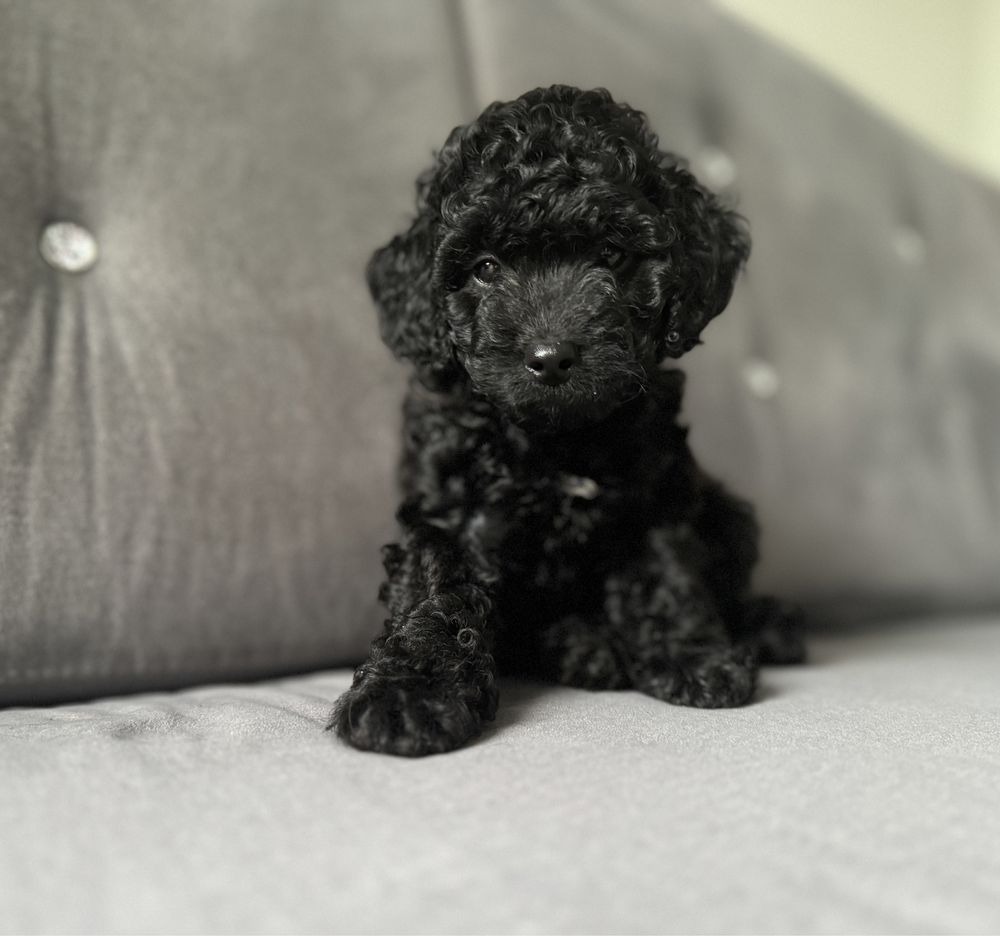 Suczka cockapoo f1b