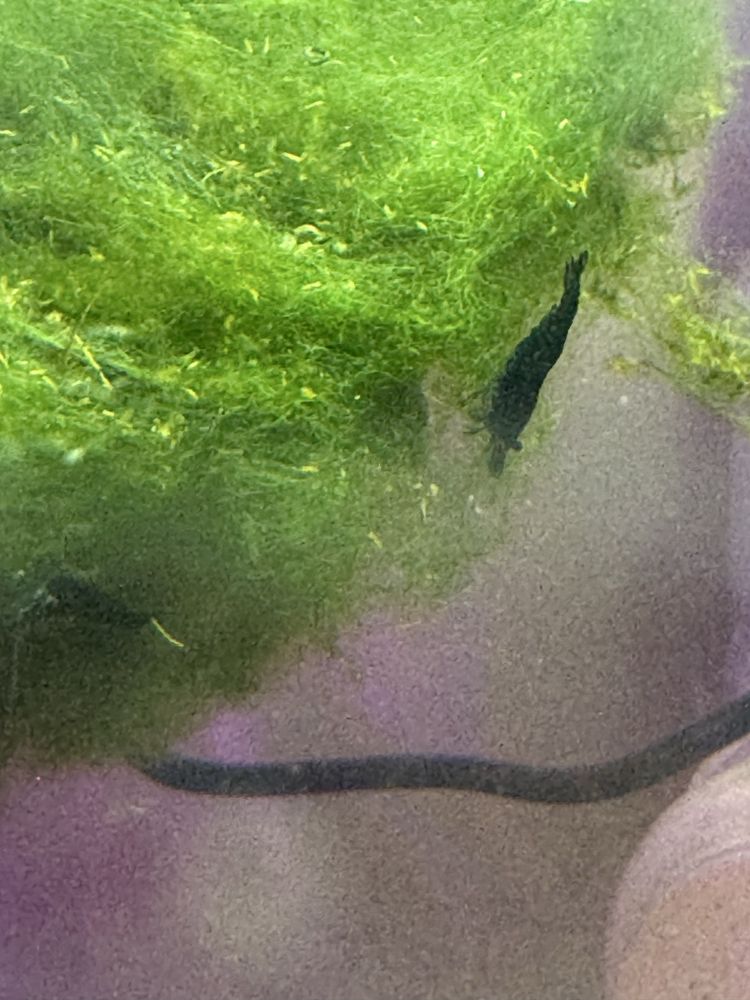 Krewetki Neocardina BLACK ROSE