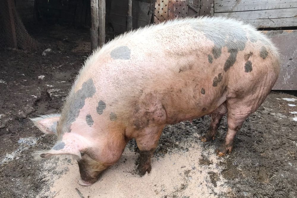 Продам свинину живою вагою терміново