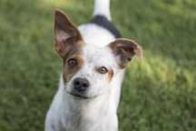 Śliczna malutka łaciata sunia wielkosci jack russel Bunia szuka domu