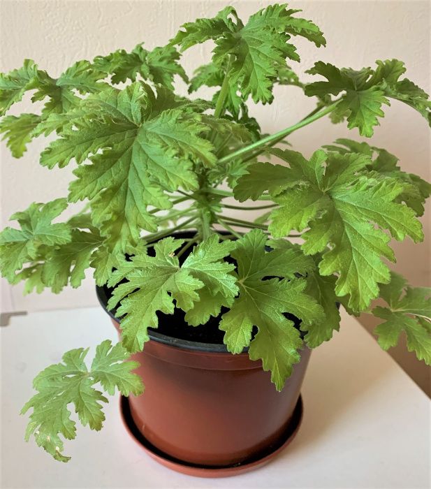 Герань душистая лечебная (Pelargonium graveolens hort)