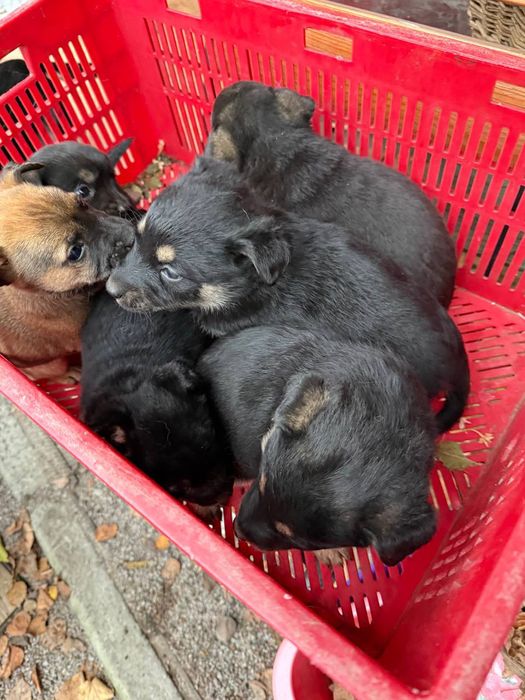 Щенята,(чорні, маленькі) мама є на фото