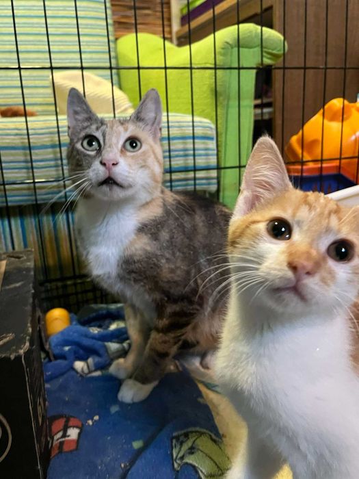 Przepięknie umaszczona kotka FIV+ szuka domu