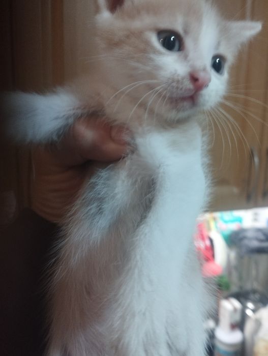 Отдам даром котят
