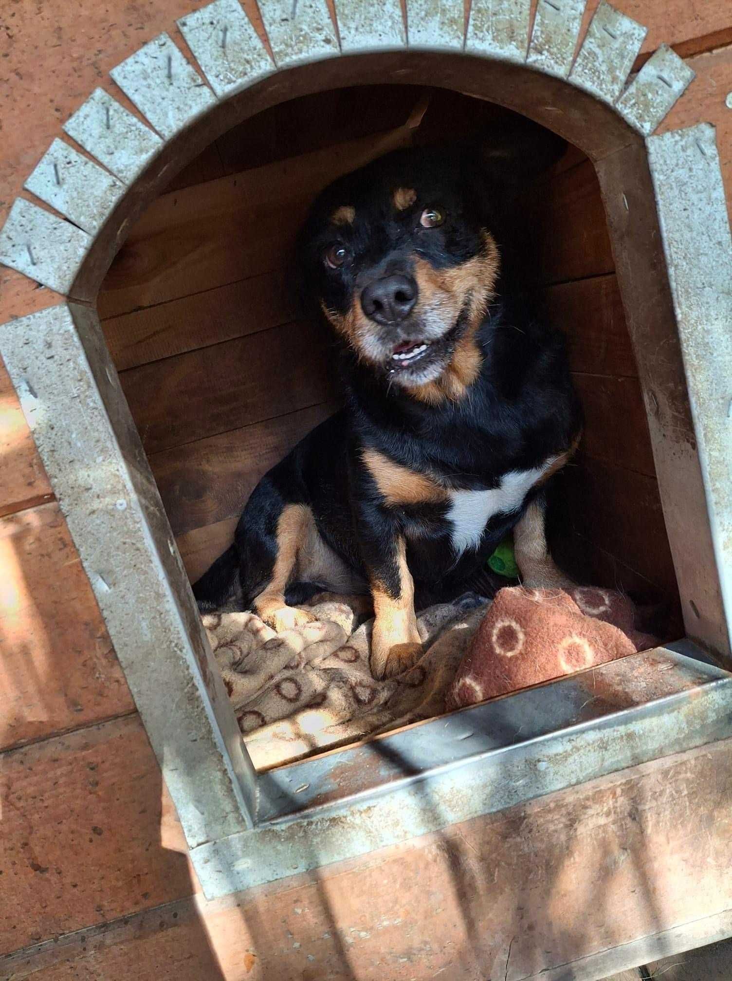 Krokiet pies do adopcji Kalisz Wroclaw Poznan Lodz