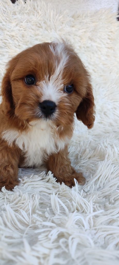 **Cavapoo**Chłopak**