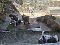 Cachorrinhos porte médio
