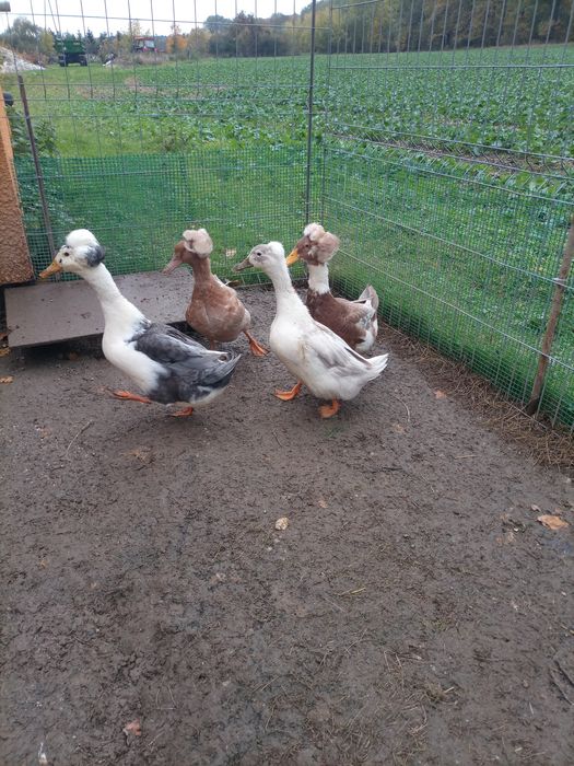 Kaczki holenderskie czubate