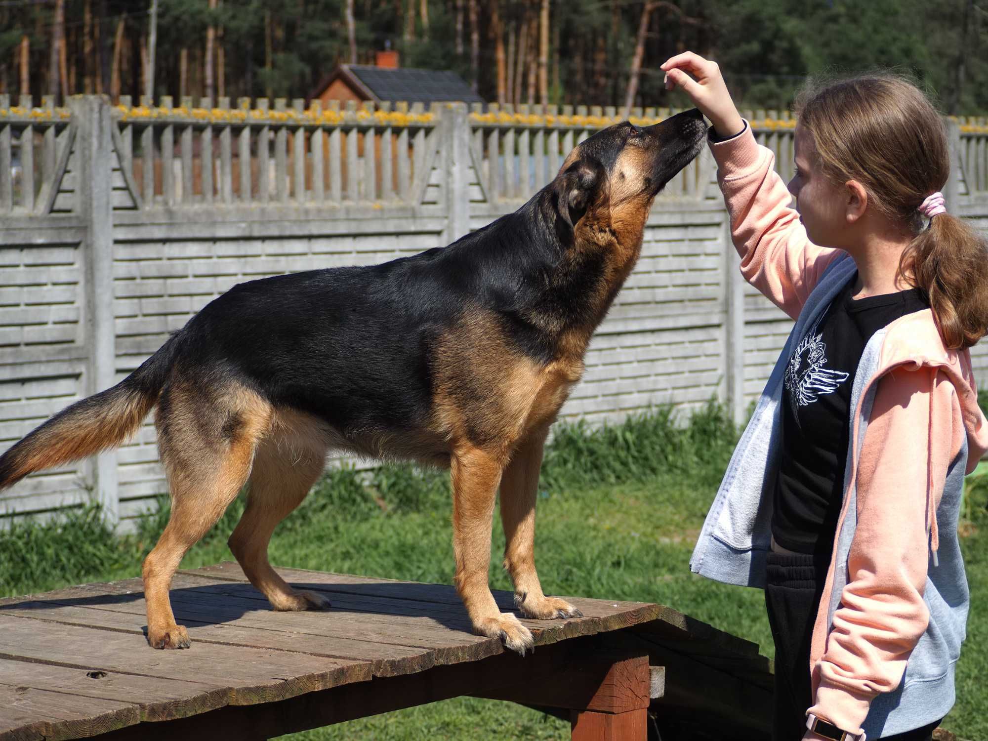 Dama i Dragon cudowna para w typie owczarków niemieckich