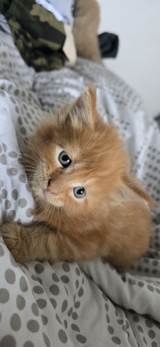 Maine coon kocurek rudy