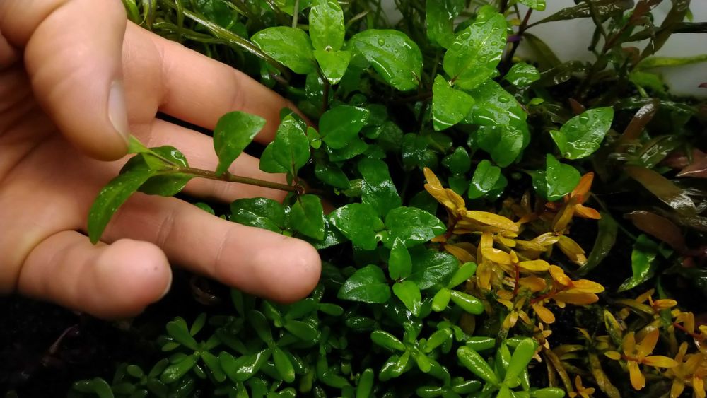 100g Rosahumus nawóz dla każdych roślin