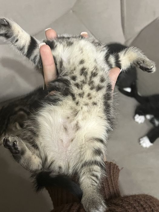 Двоє кошенят (прямовухі) :)