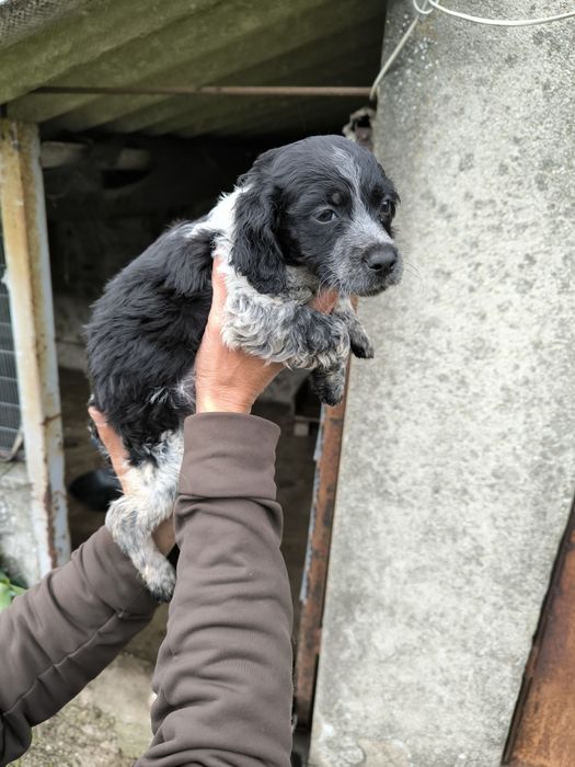 Epagneul Breton Fêmea