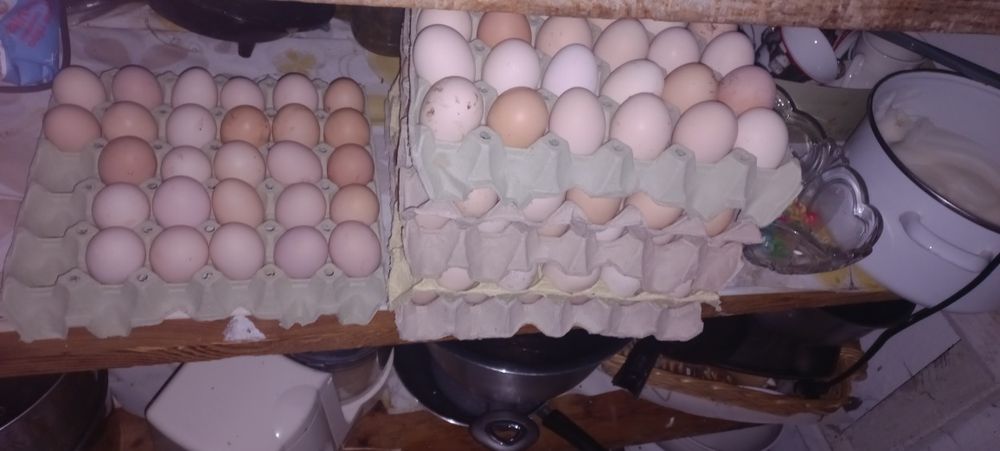 Wiejskie jajka kurze