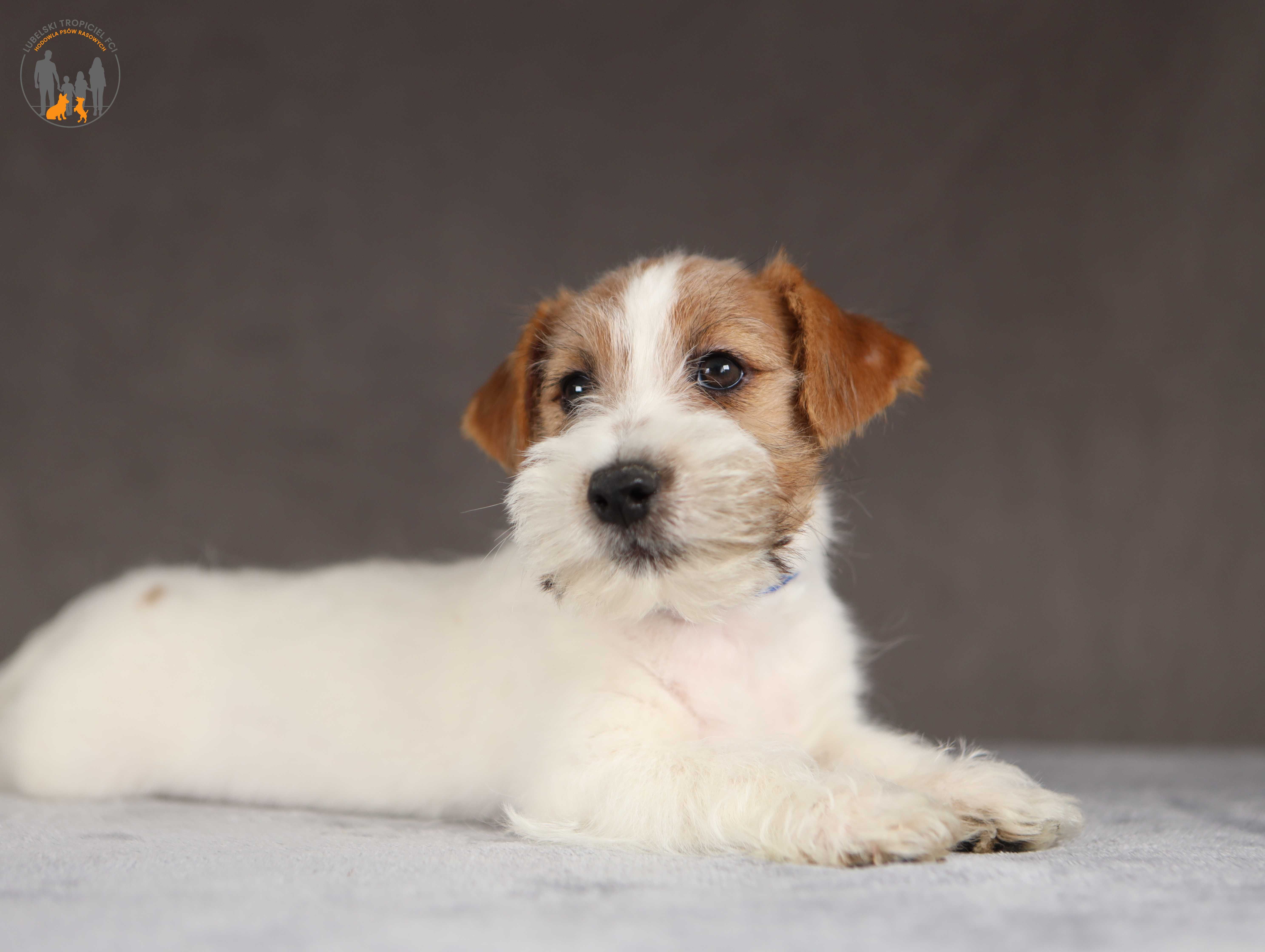Jack Russell Terrier ZKwP FCI piękny piesek po Ch.PL rezerwacja