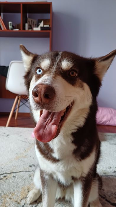 Хаски девочка вязка