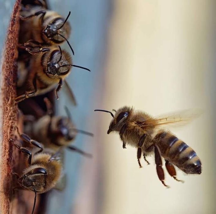 Продам бджолопакети у серпні