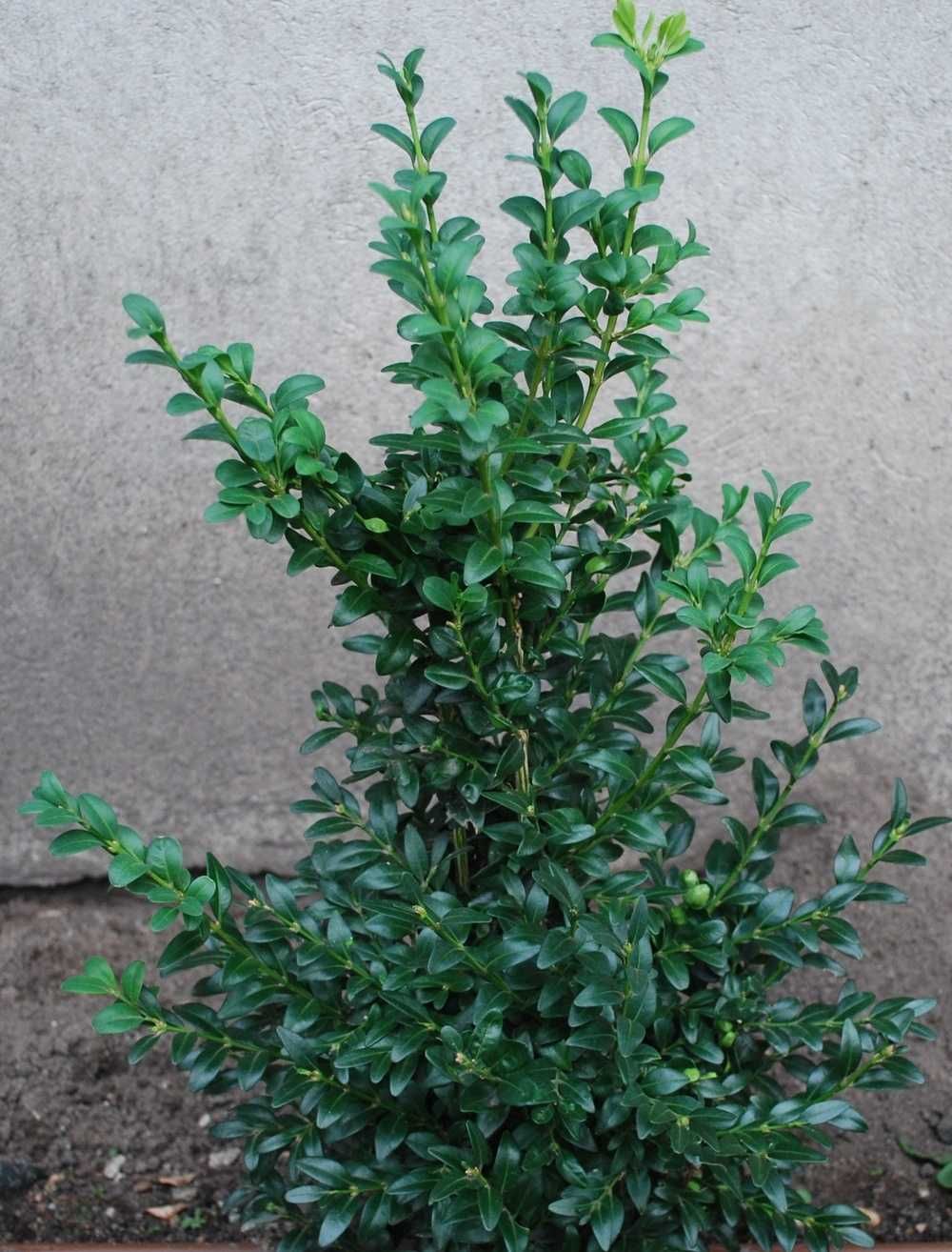 Bukszpan wieczniezielony 'Belleville' Buxus 030