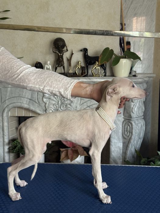 Charcik Włoski piesek