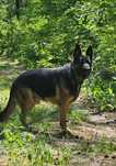 Owczarek Niemiecki do adopcji
